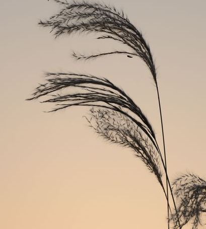 描写风的诗句